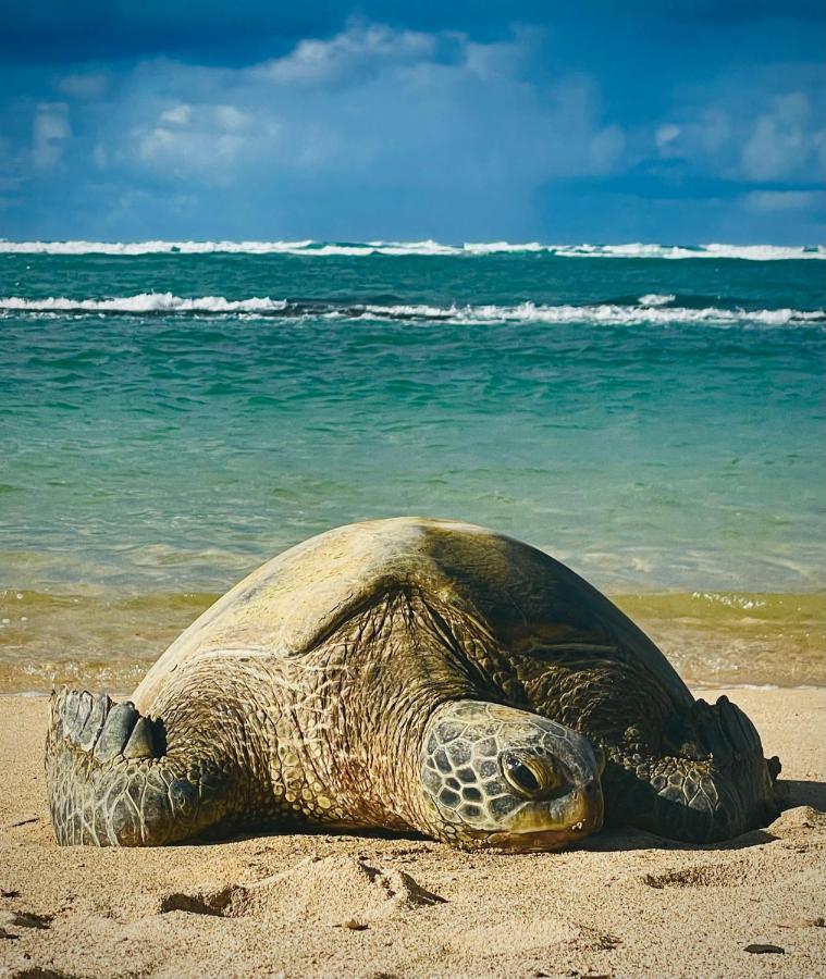 Explore Maui'S Diverse Campgrounds And Uncover The Island'S Beauty From Fresh Perspectives Every Day As You Journey With Aloha Glamp'S Great Jeep Equipped With A Rooftop Tent Paia Exterior photo